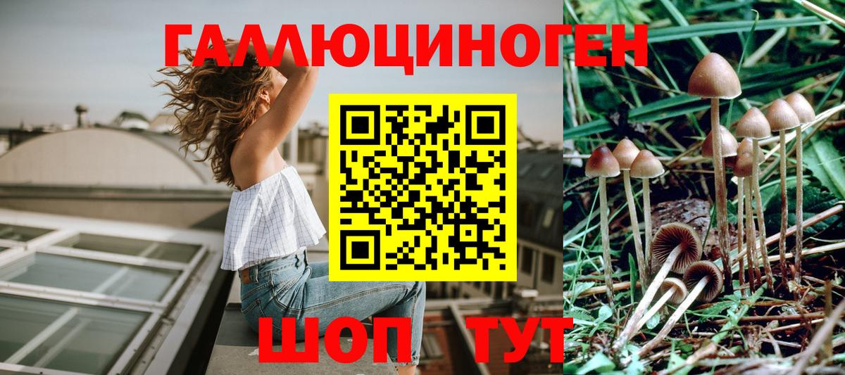 Галлюциногенные грибы Psilocybe  Звенигород 